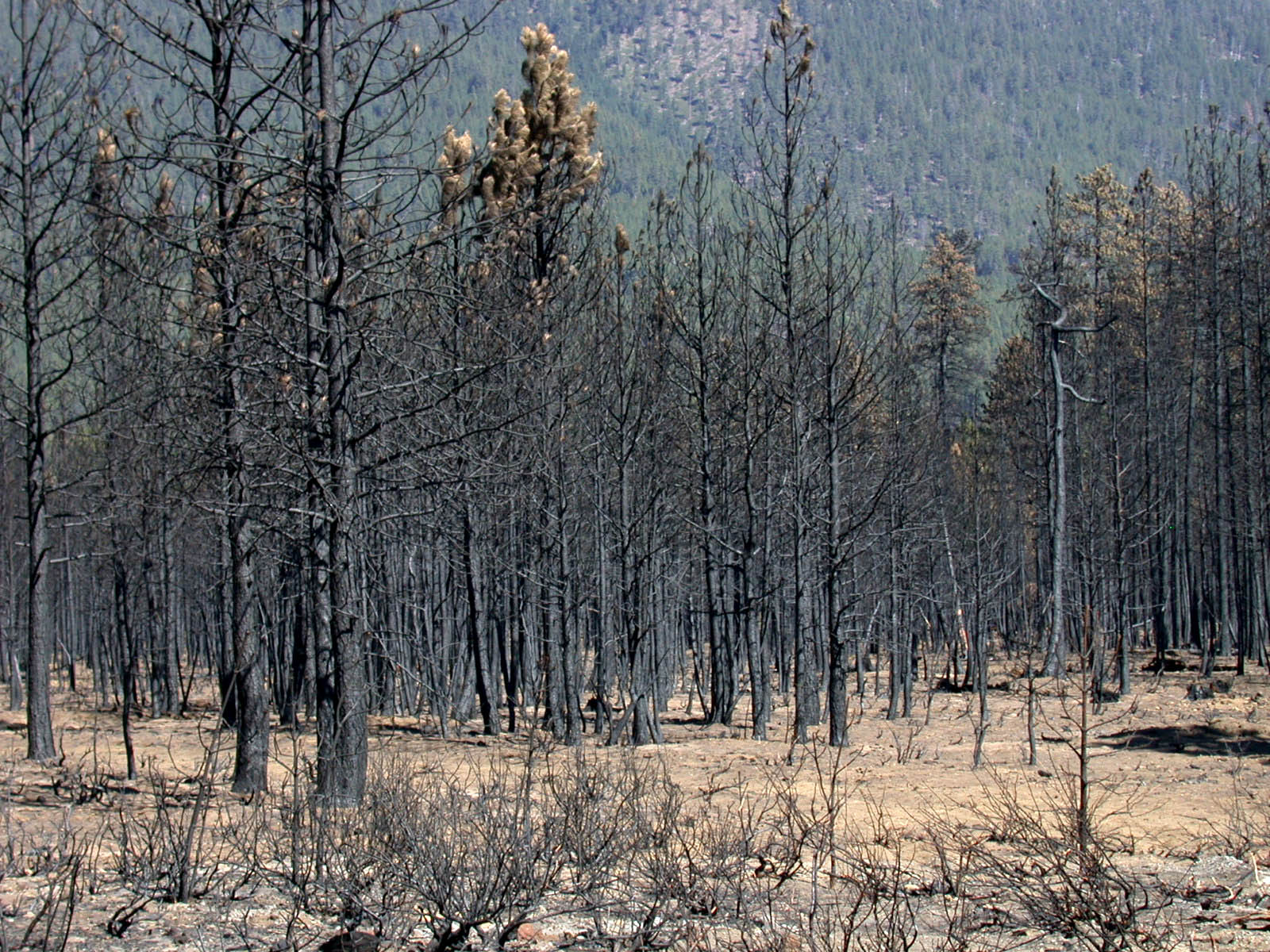 Wildfire Investigation & Consulting